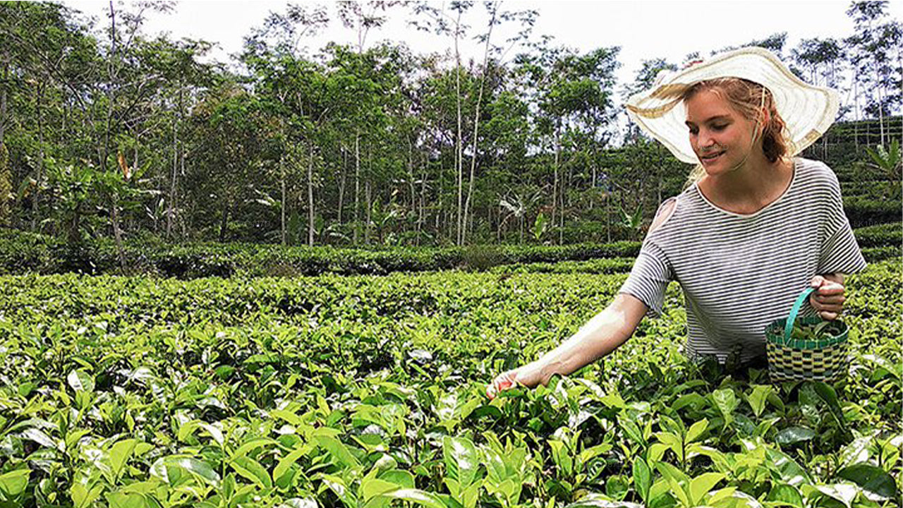 सस्टेनेबल टूर (10 दिन)