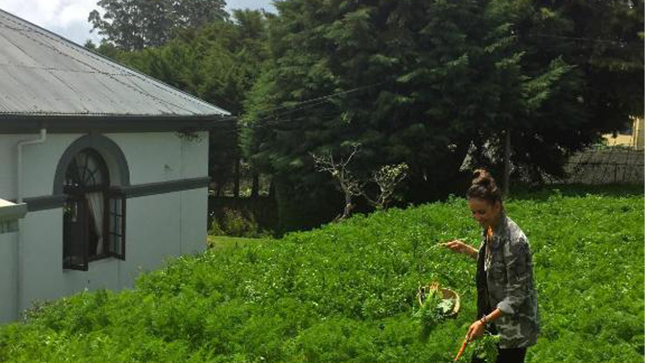 Königlicher Kokon, Nuwara Eliya