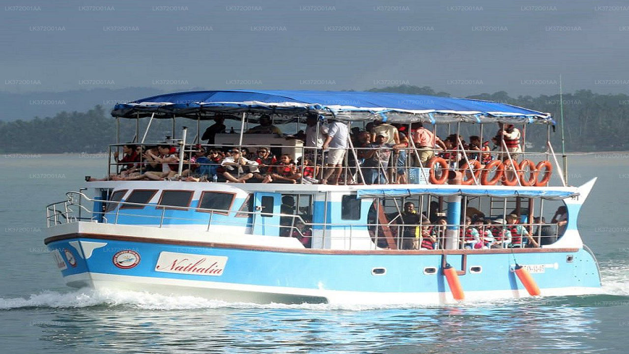 Whale Watching from Mirissa on Shared Boat