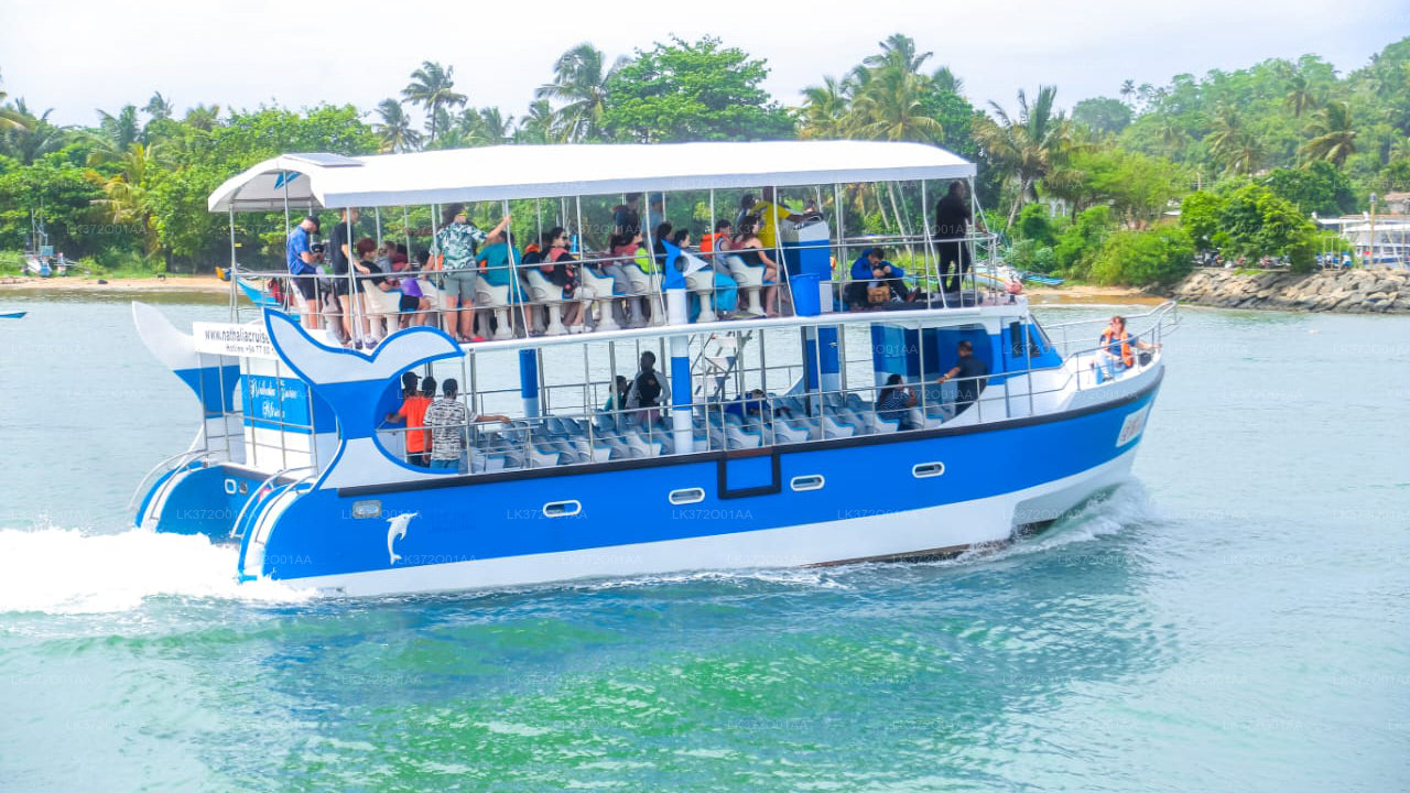 Whale Watching from Ahungalla on Shared Boat