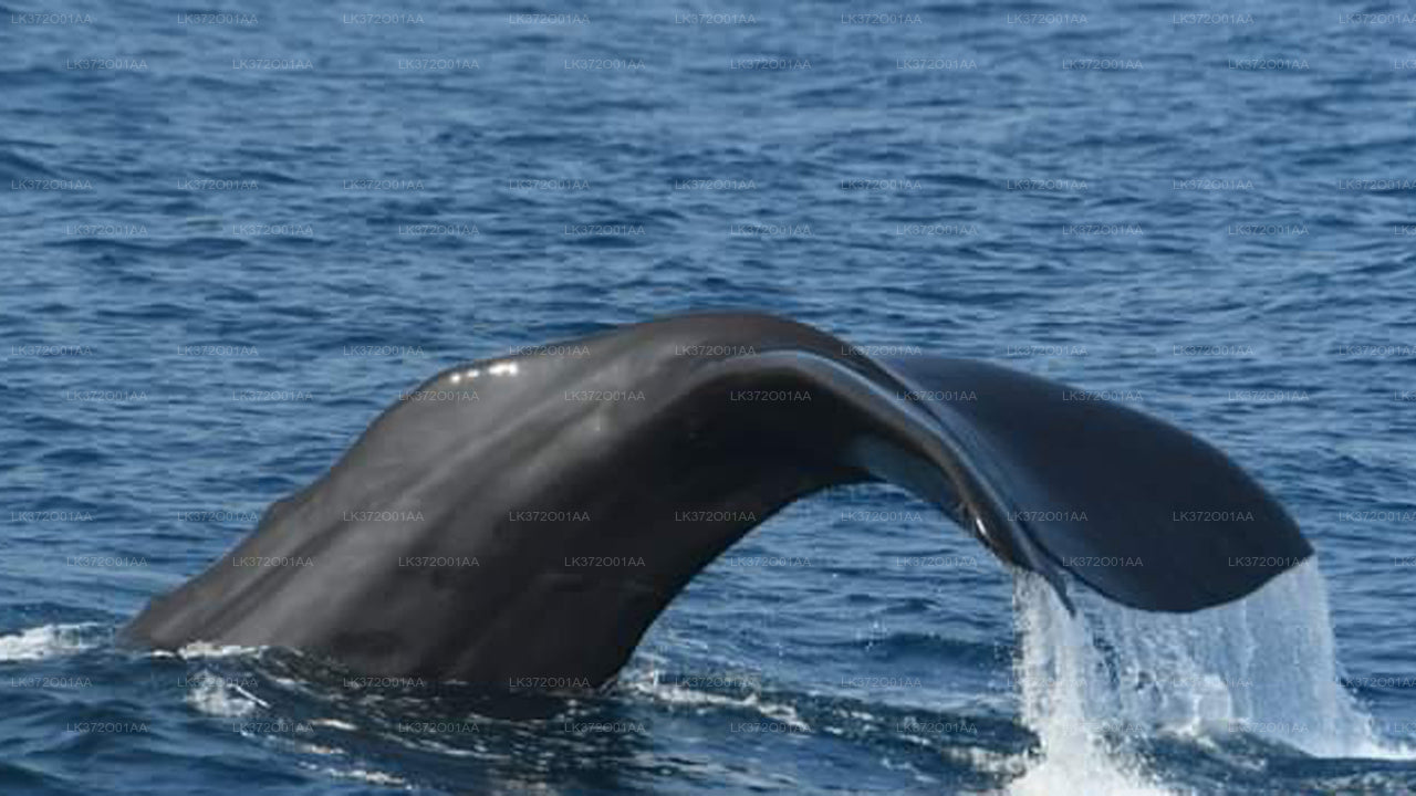 Whale Watching from Mirissa on Shared Boat