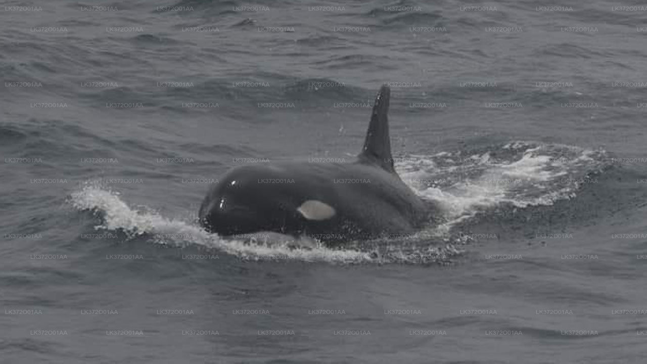 Whale Watching from Beruwala on Shared Boat