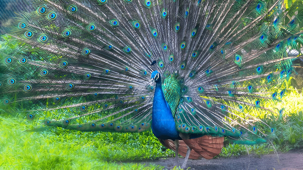 Soukromý výlet z Hiriketiyi do Elly s Udawalawe Safari