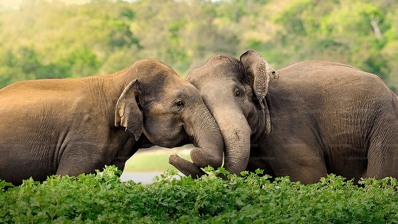 Two elephants interacting in a grassy area with greenery in the background.