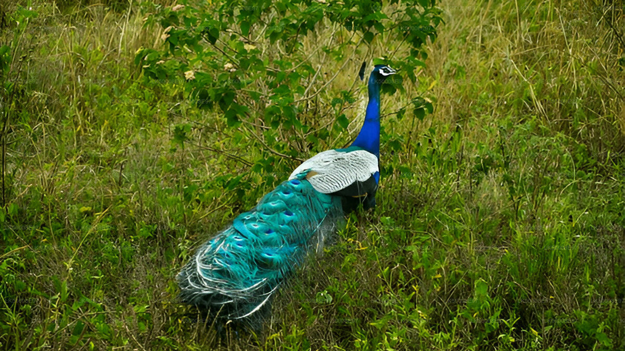 Private Tour from Weligama to Ella with Udawalawe Safari