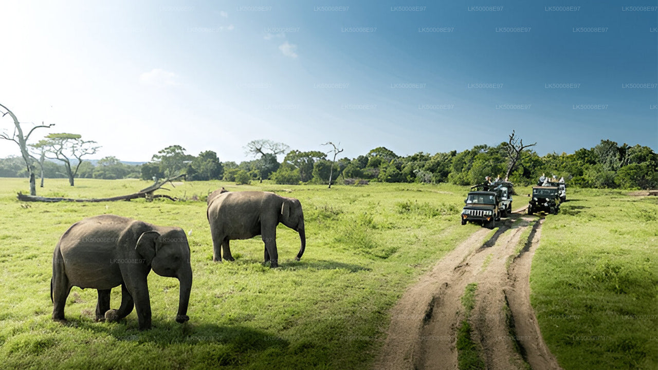 Private Tour from Weligama to Ella with Udawalawe Safari