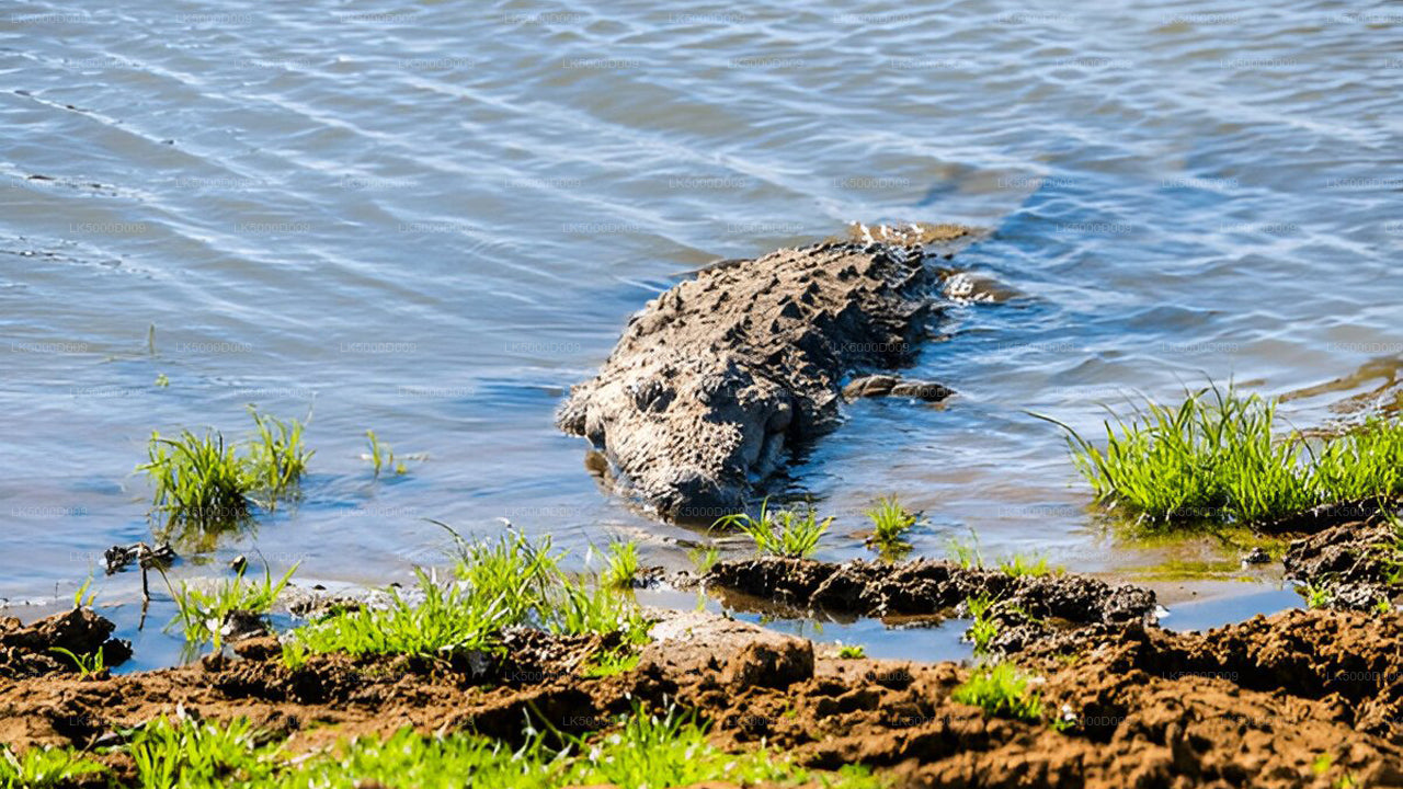 Private Tour from Galle to Ella with Udawalawe Safari