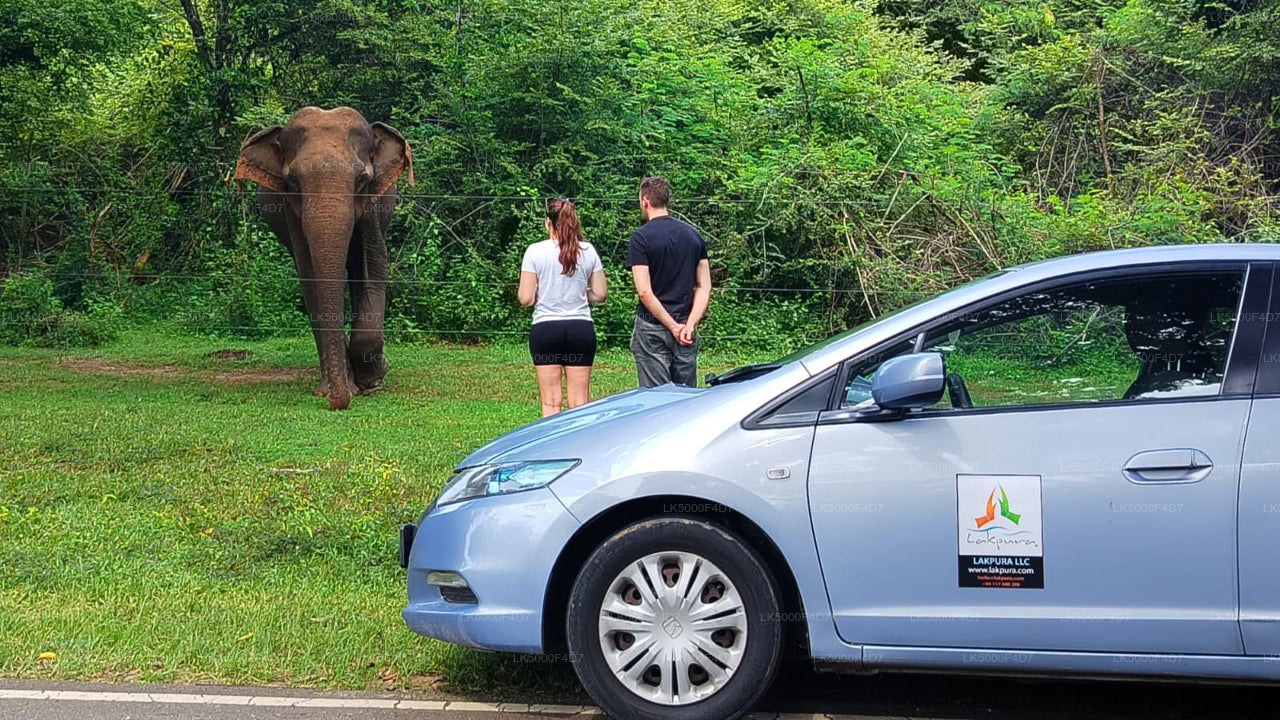 Private Tour from Ella to Hiriketiya with Yala Safari