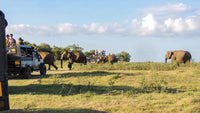 Kaudulla National Park Shared Safari