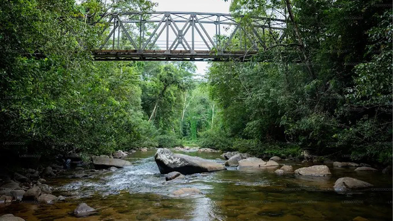 Sinharaja Rainforest Guided Tour from Kosgoda