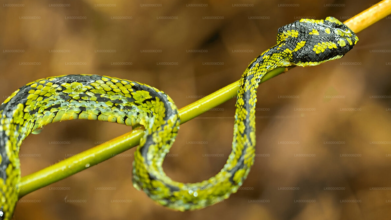 Sinharaja Rainforest Guided Tour from Kosgoda