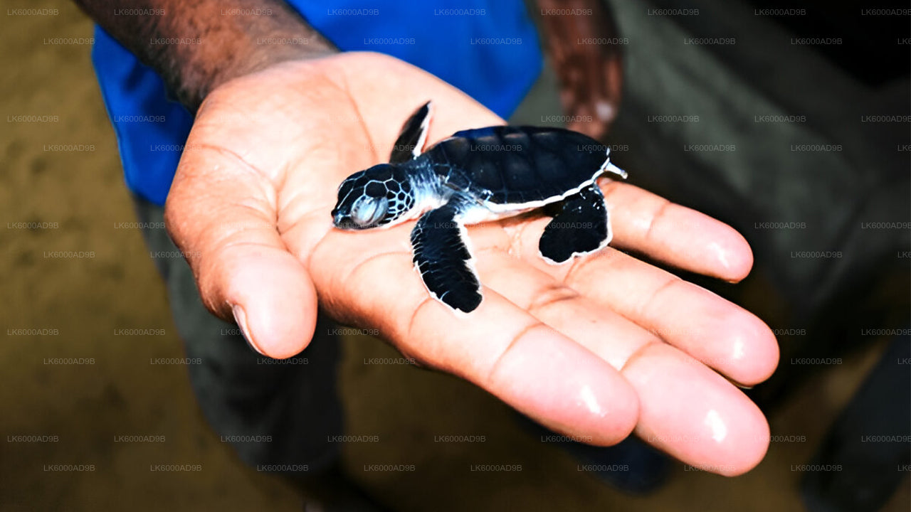 Southern Coast Highlights from Kosgoda