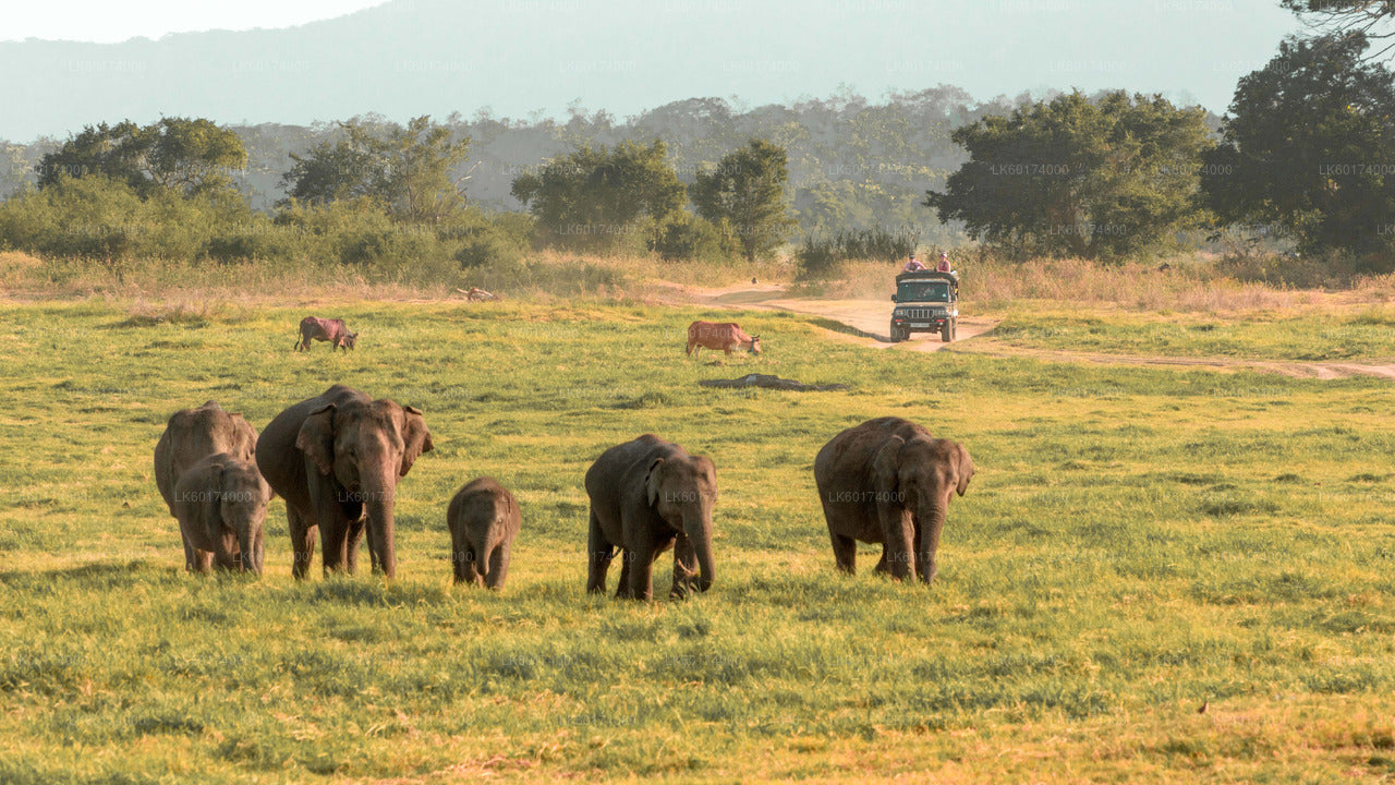 Minneriya National Park Safari from Kitulgala