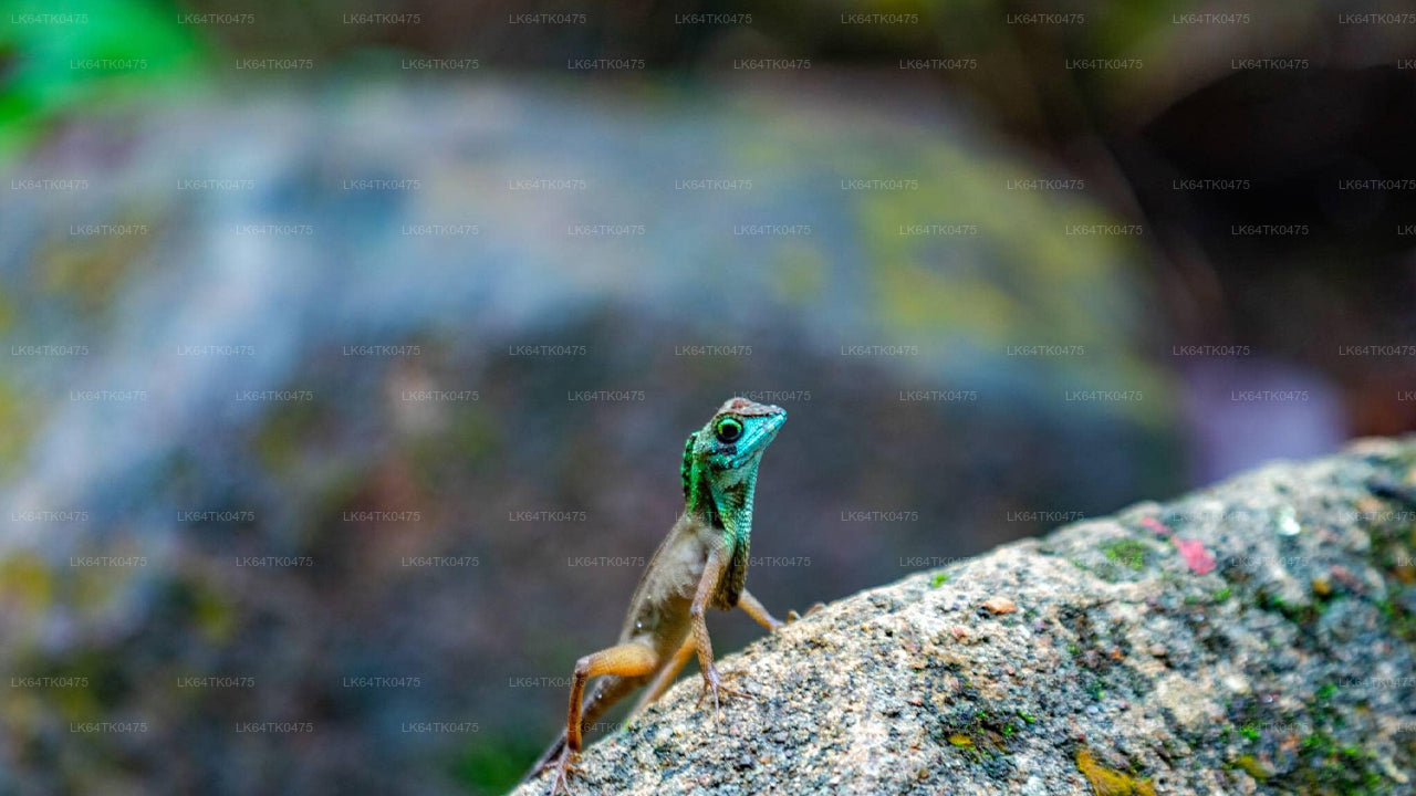 Observation des oiseaux depuis la forêt tropicale de Sinharaja