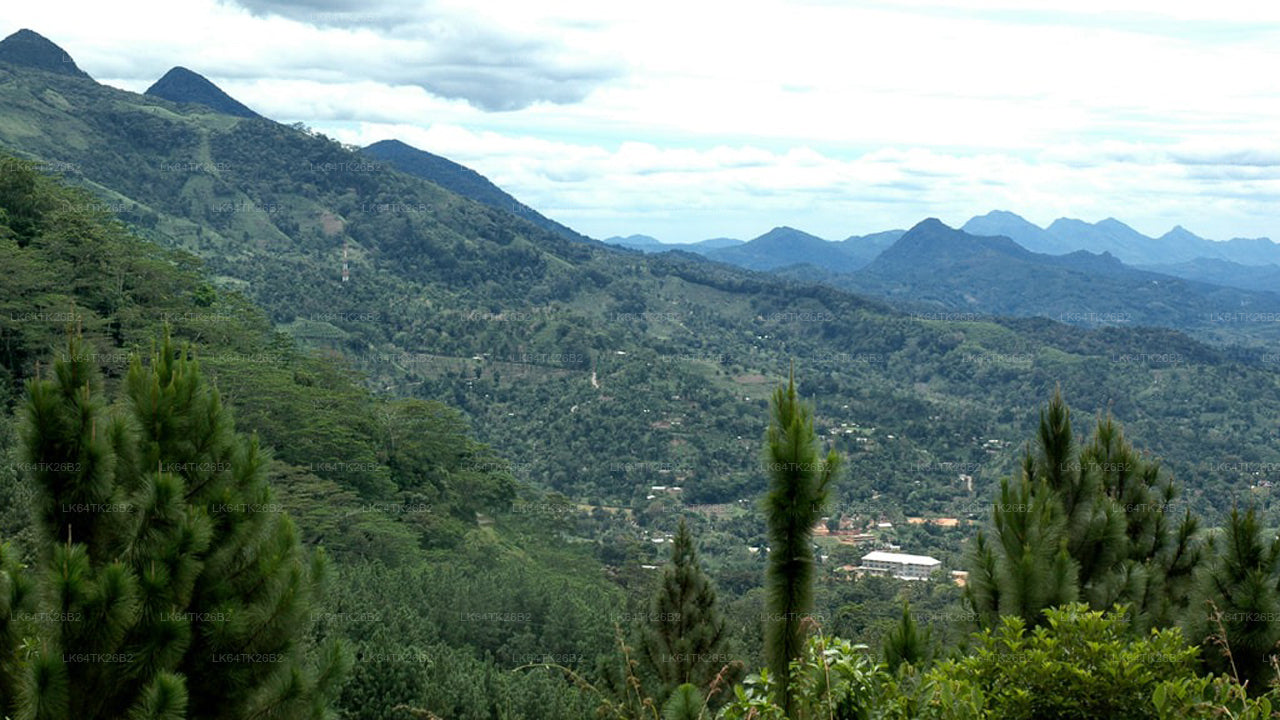 சிங்கராஜா மழைக்காட்டிலிருந்து லயன்ஸ் ராக் வரை மலையேற்றம்