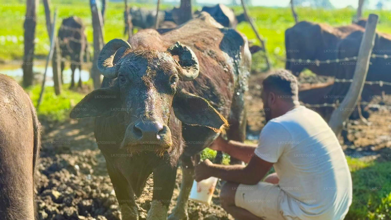 L'expérience de Tissamaharama en matière de transformation du lait caillé