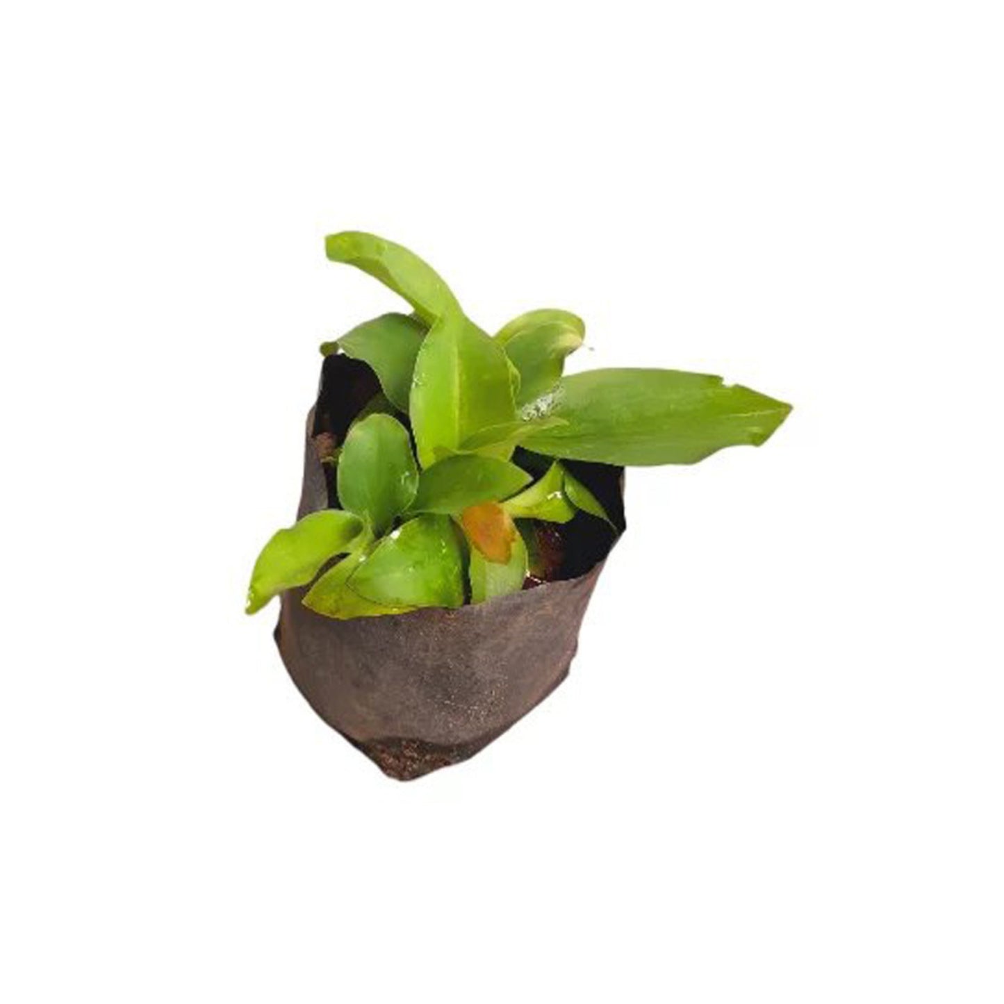 Lakpura® Inguru Piyali Plant