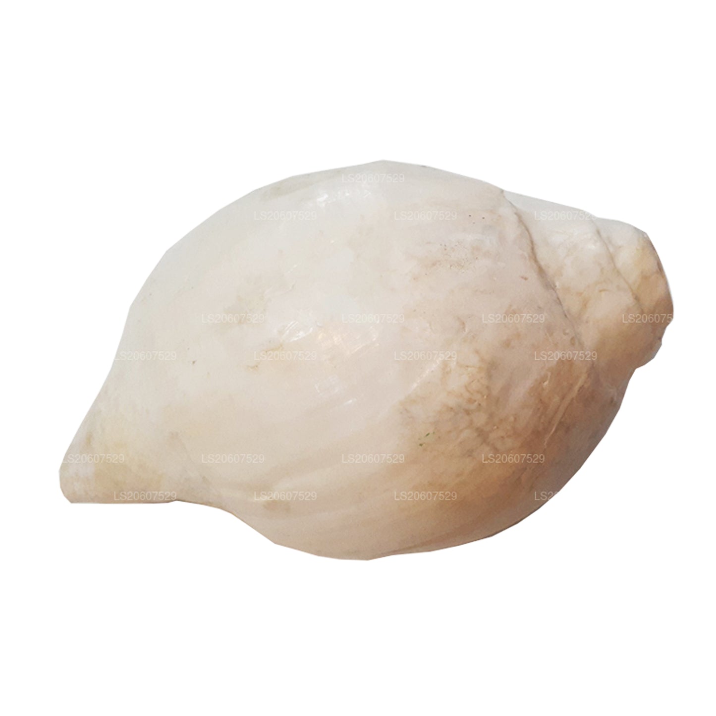 Lakpura® Shankha (Hakgediya)