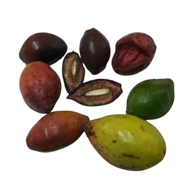 Terminalia Catappa Viable (Kottamba) Seeds