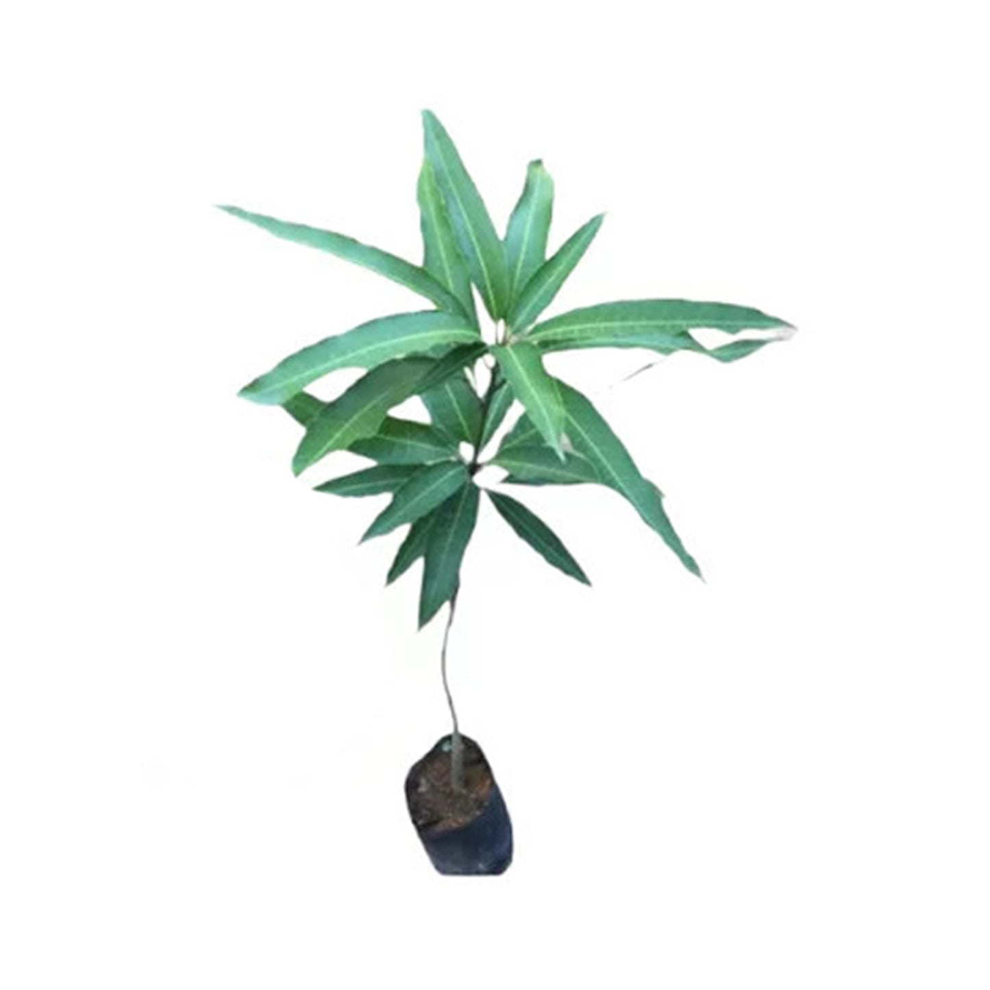 Vilad Mango (Vilad Mango) 水果植物