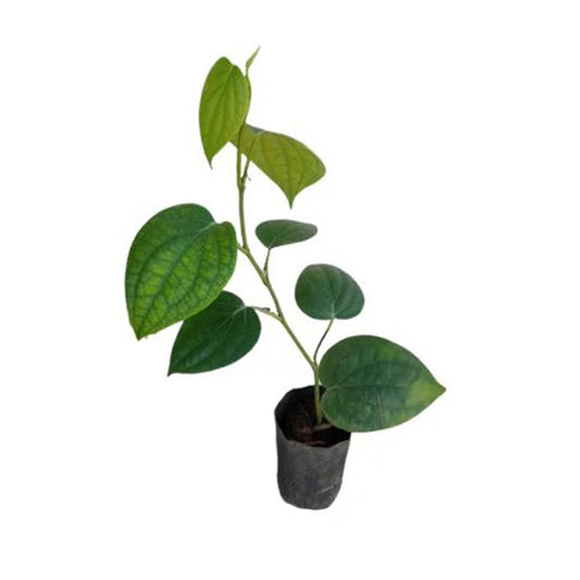 Rostliny vinné papriky Lakpura® (Wel Gammiris)