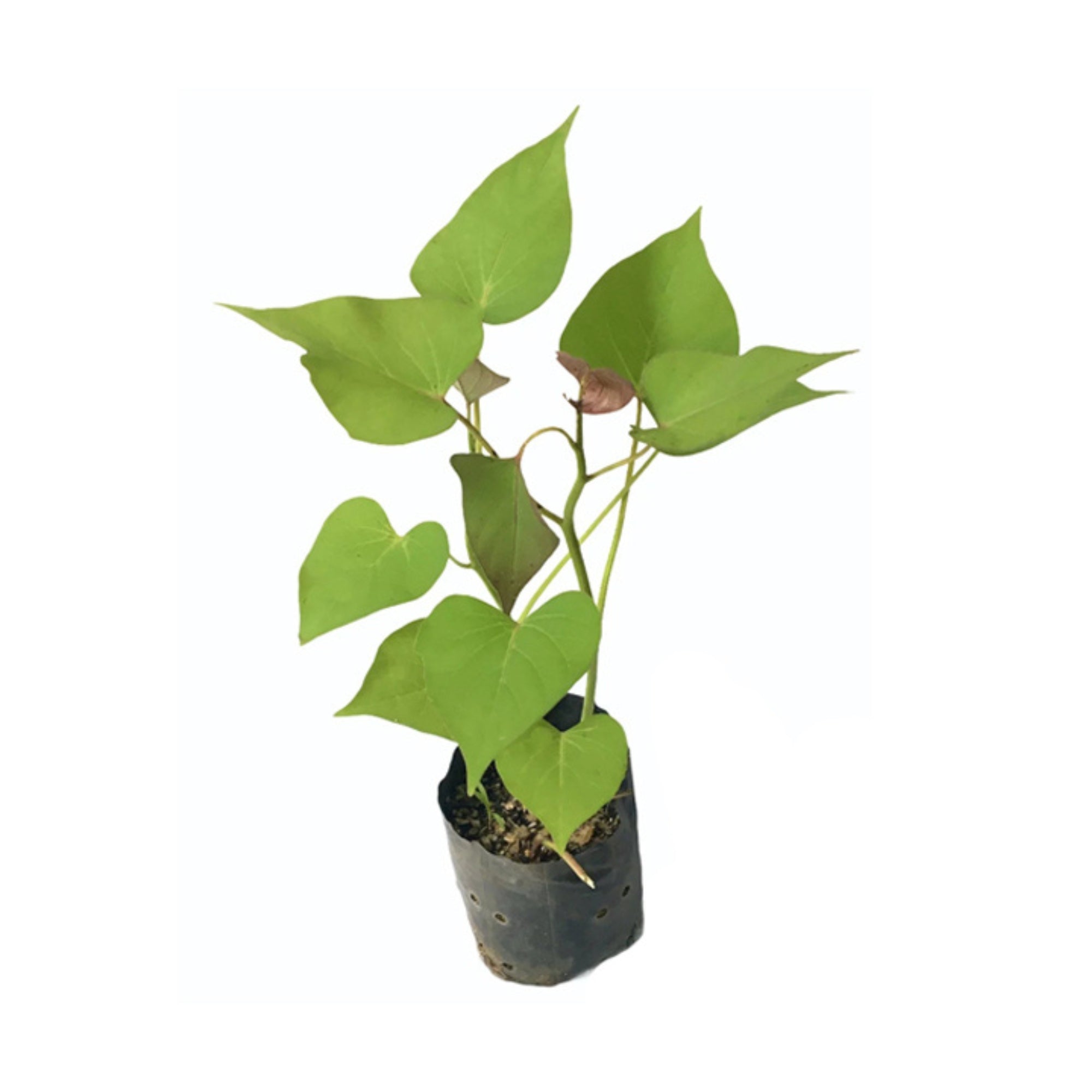 potato hanging plant Lakpura® Orange Sweet Potato Plant