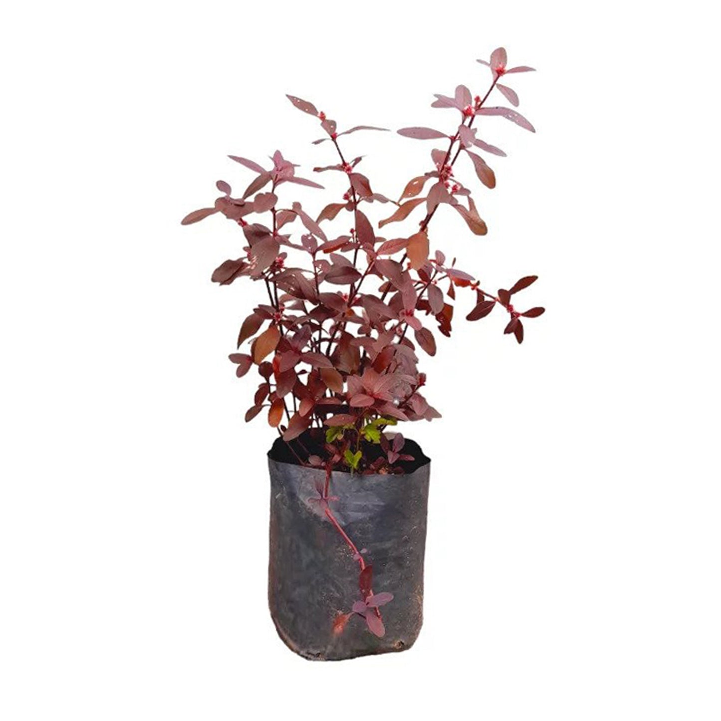 Lakpura Rathu Mugunuwanna(Lakpura Rathu Mugunuwanna)药用植物