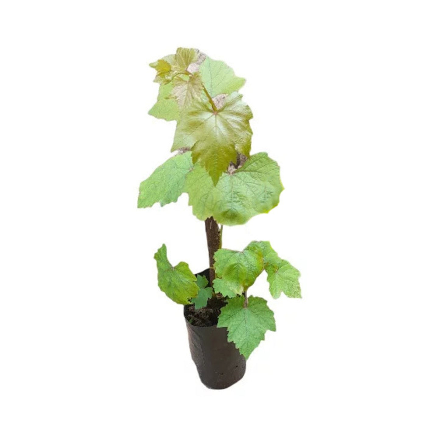 Lakpura® Israel Black Grapes Plant