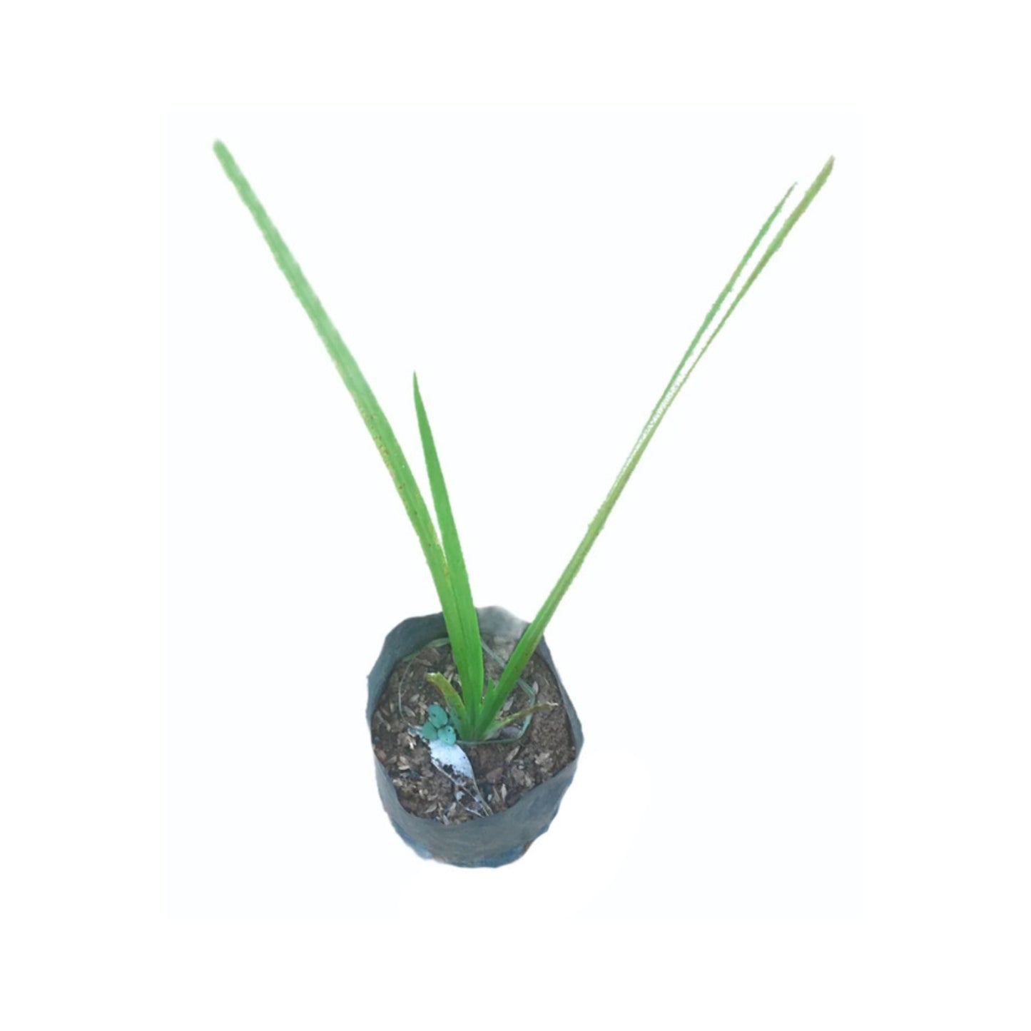 Lakpura® Wild Turmeric (Sweet Flag) Plant