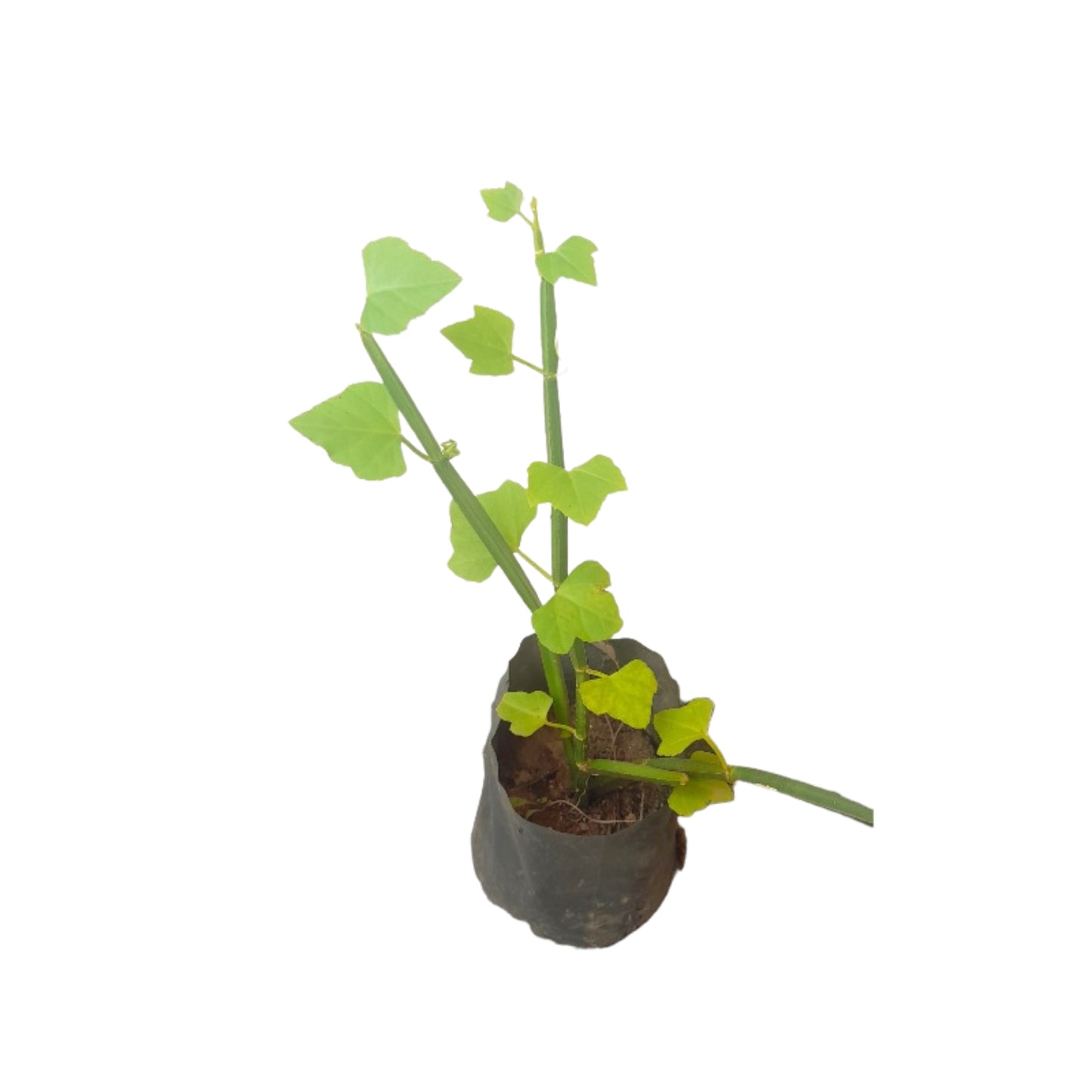 Lakpura® Heerassapalu Plant Layered Plant