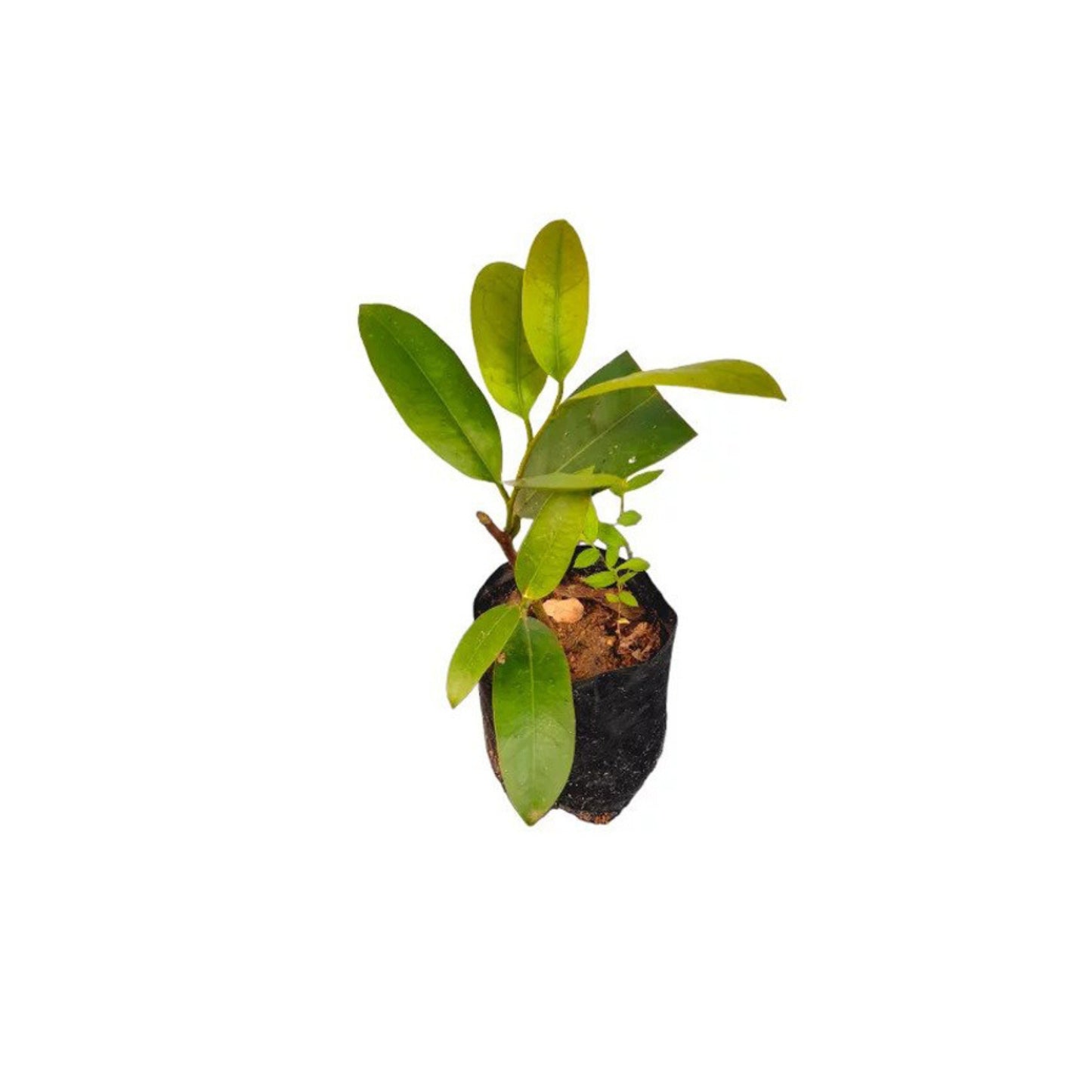 サマダラ (සමදරා ලේයර්) 薬用植物