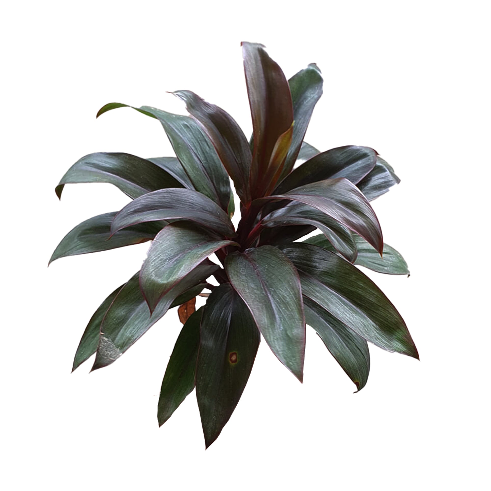 giant purple dracaena Lakpura® Dracaena Purple Compacta