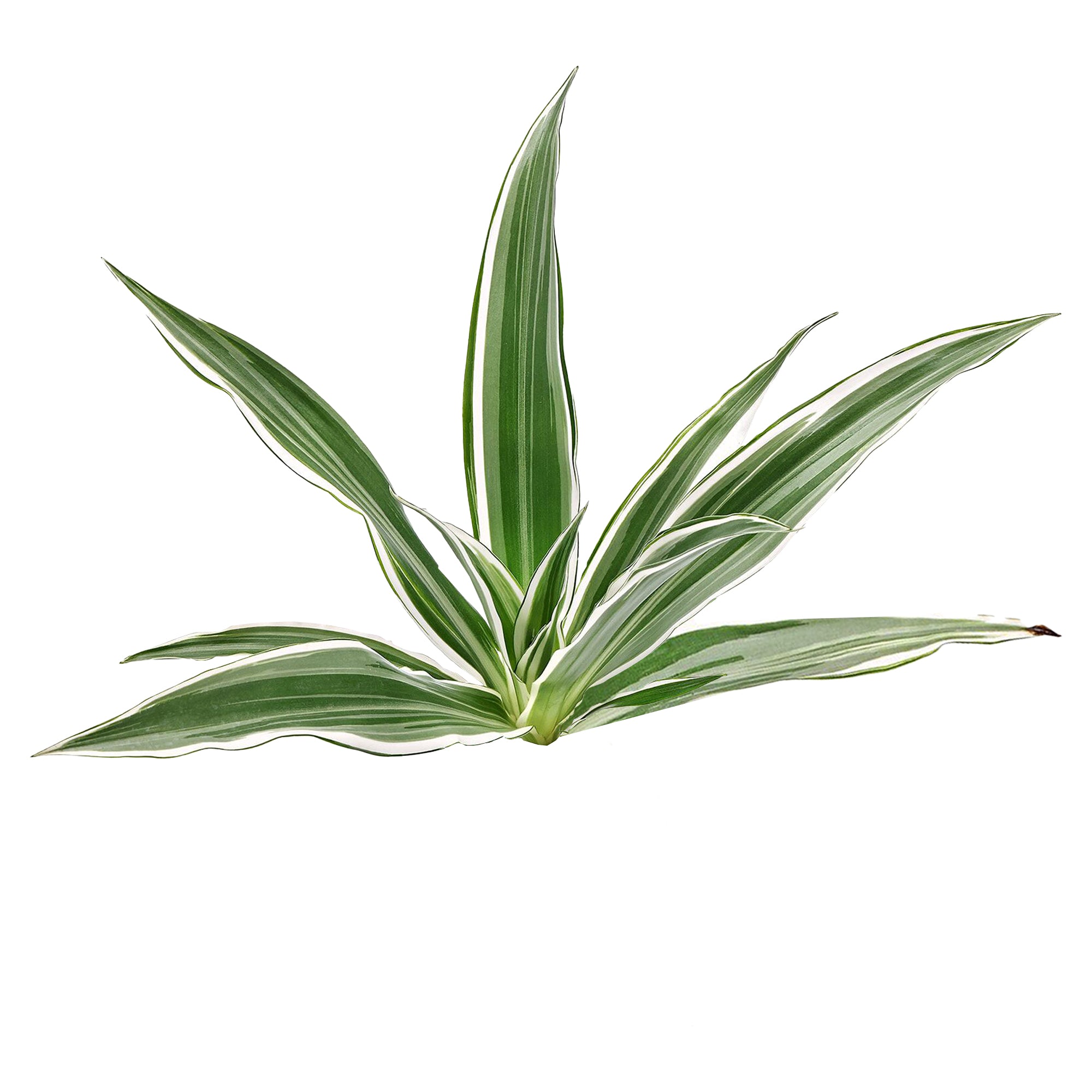 dracaena blanca Lakpura Dracaena Sanderiana White (50 Leaves) Medium – Lakpura®