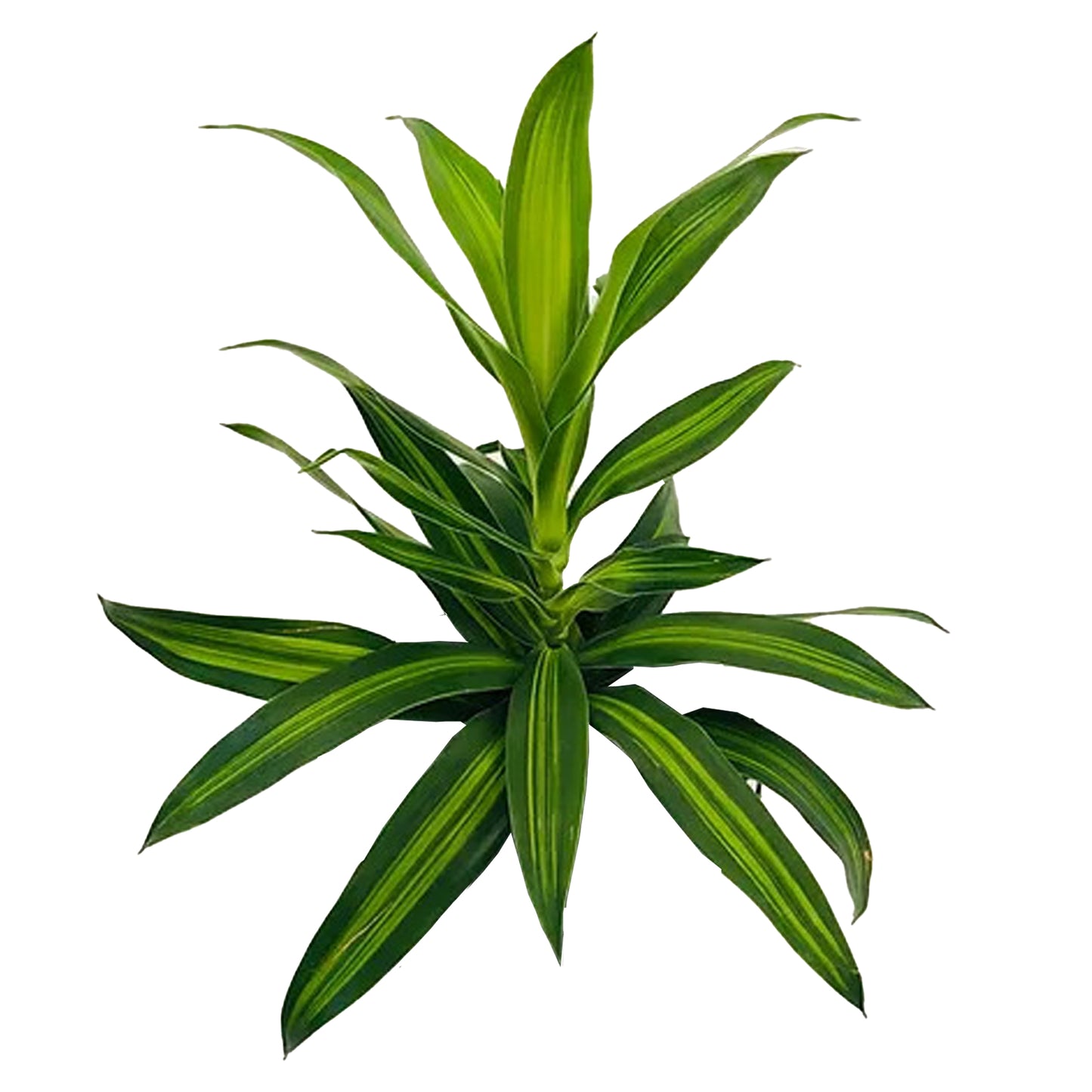 Lakpura Dracaena Reflexa „Jamajská píseň“ (50 listů) Střední