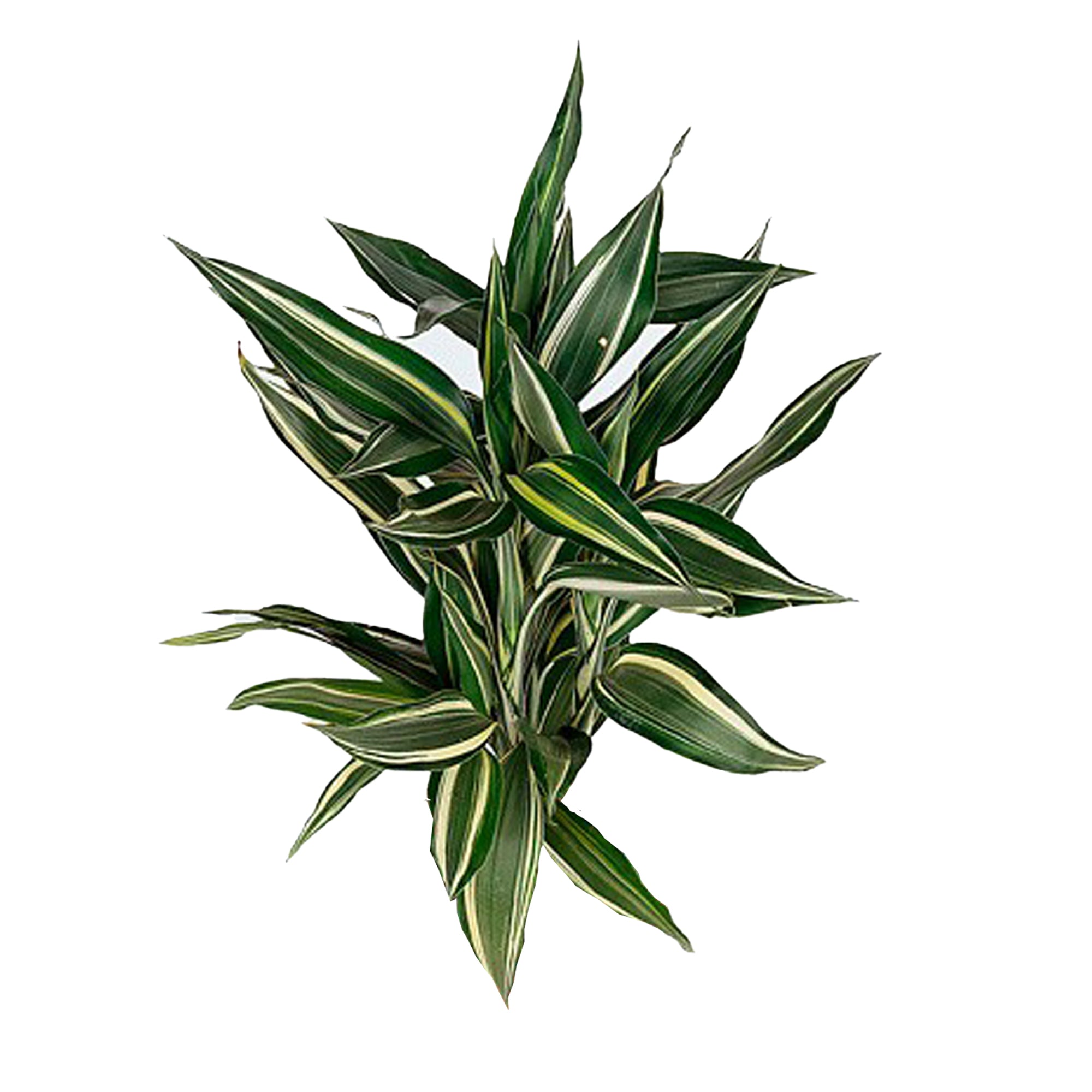 dracaena sanderiana victory Lakpura Dracaena Sanderiana Victory (50 Leaves) Medium