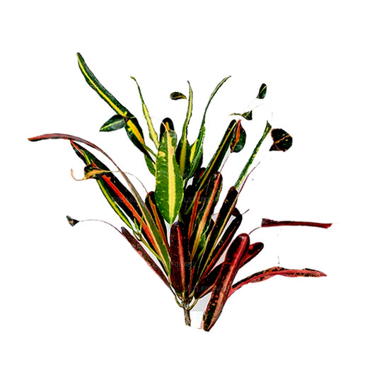 Lakpura Mother and Daughter Croton Leaves