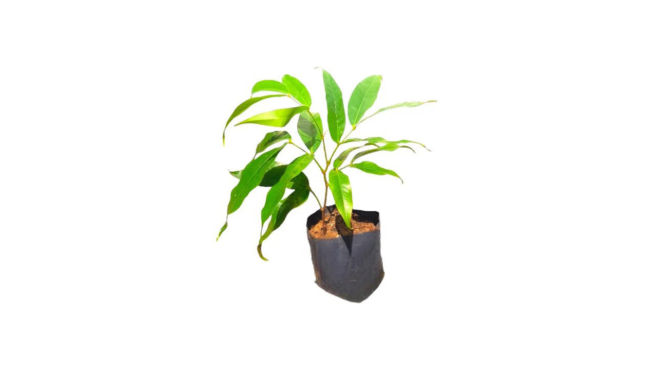 ashoka plant in pot Lakpura Ashoka Plants – Lakpura®