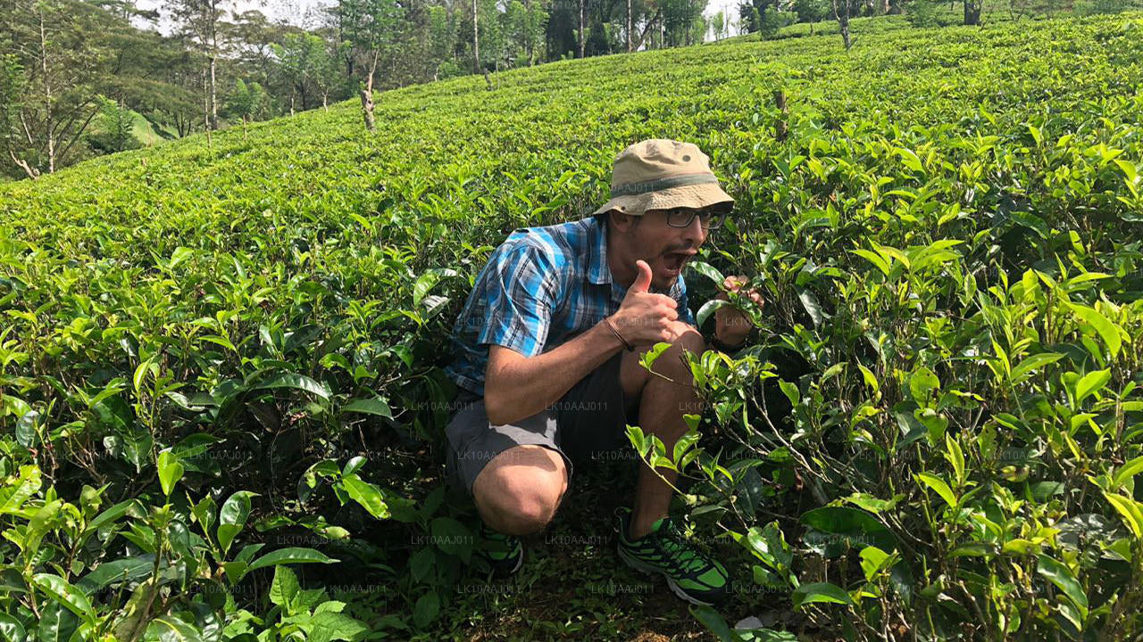 Tour de té por Ceilán (10 días)