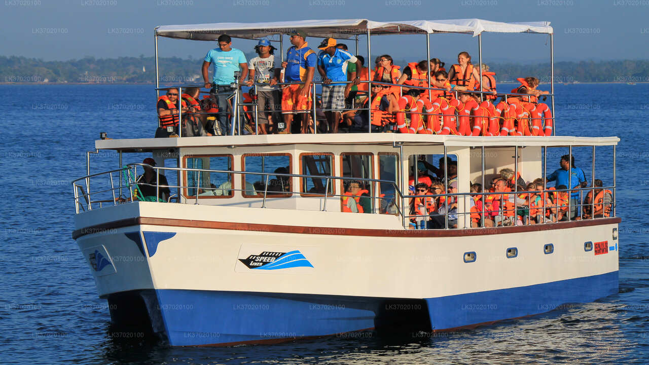 Whale Watching from Ahungalla on Shared Boat