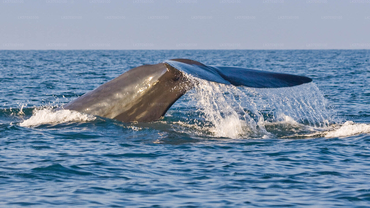 Whale Watching from Hikkaduwa on Shared Boat