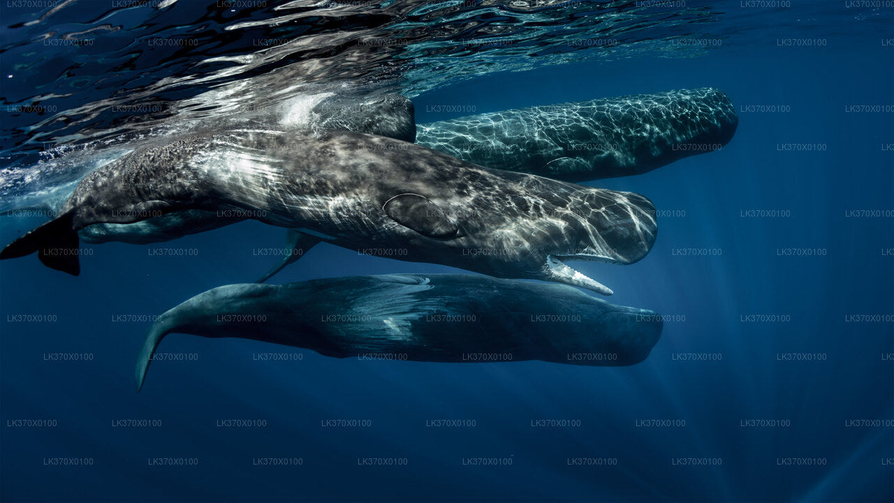 Whale Watching from Hikkaduwa on Shared Boat