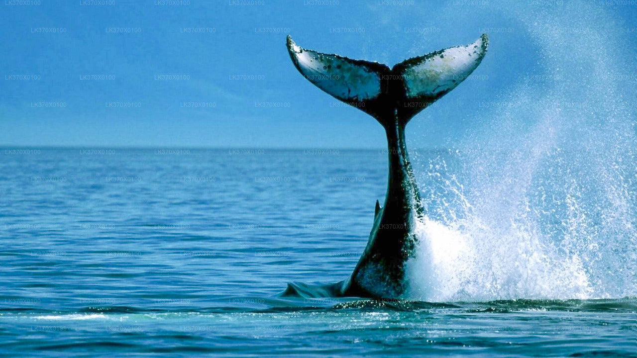 Whale Watching from Hikkaduwa on Shared Boat