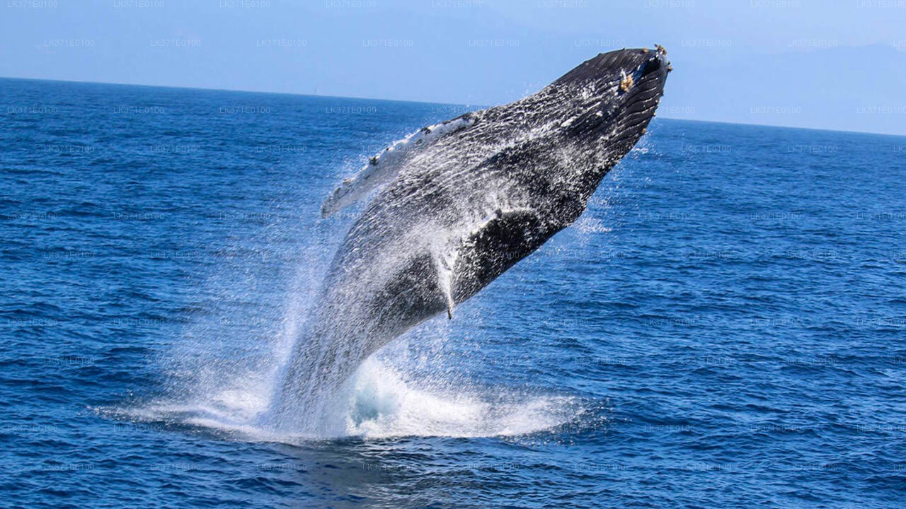 Whale Watching from Koggala on Shared Boat