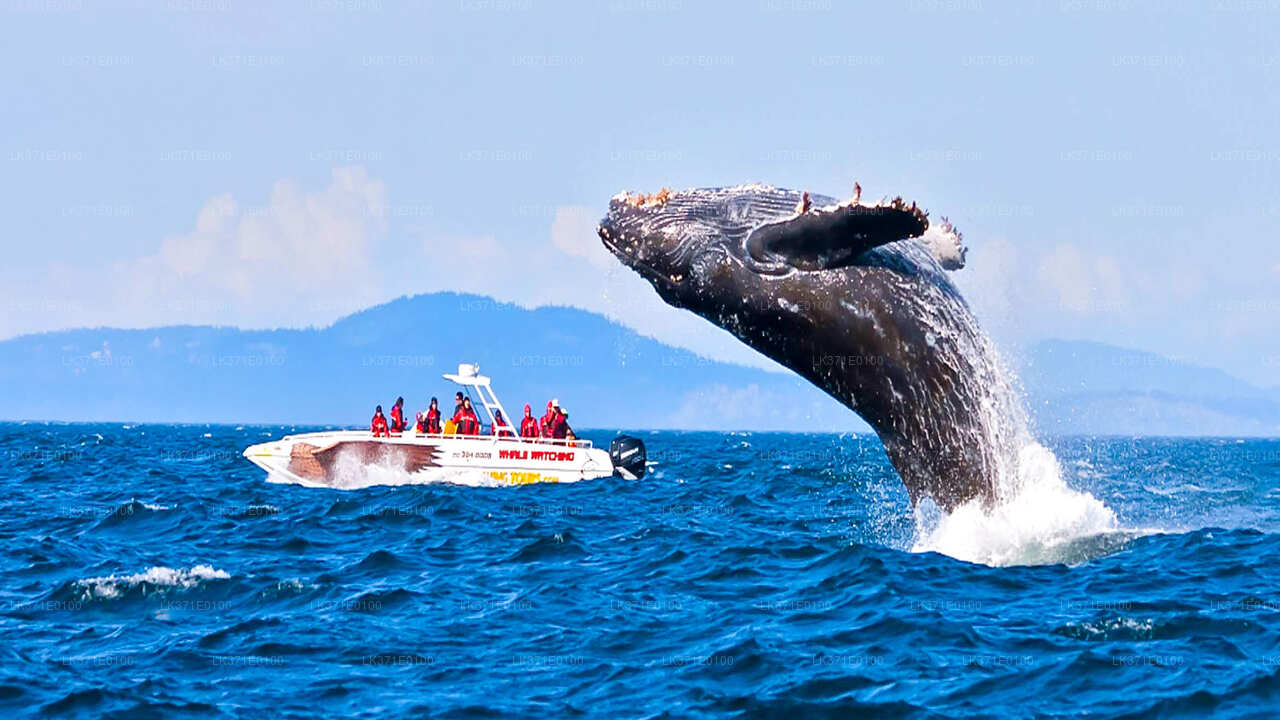Whale Watching from Koggala on Shared Boat
