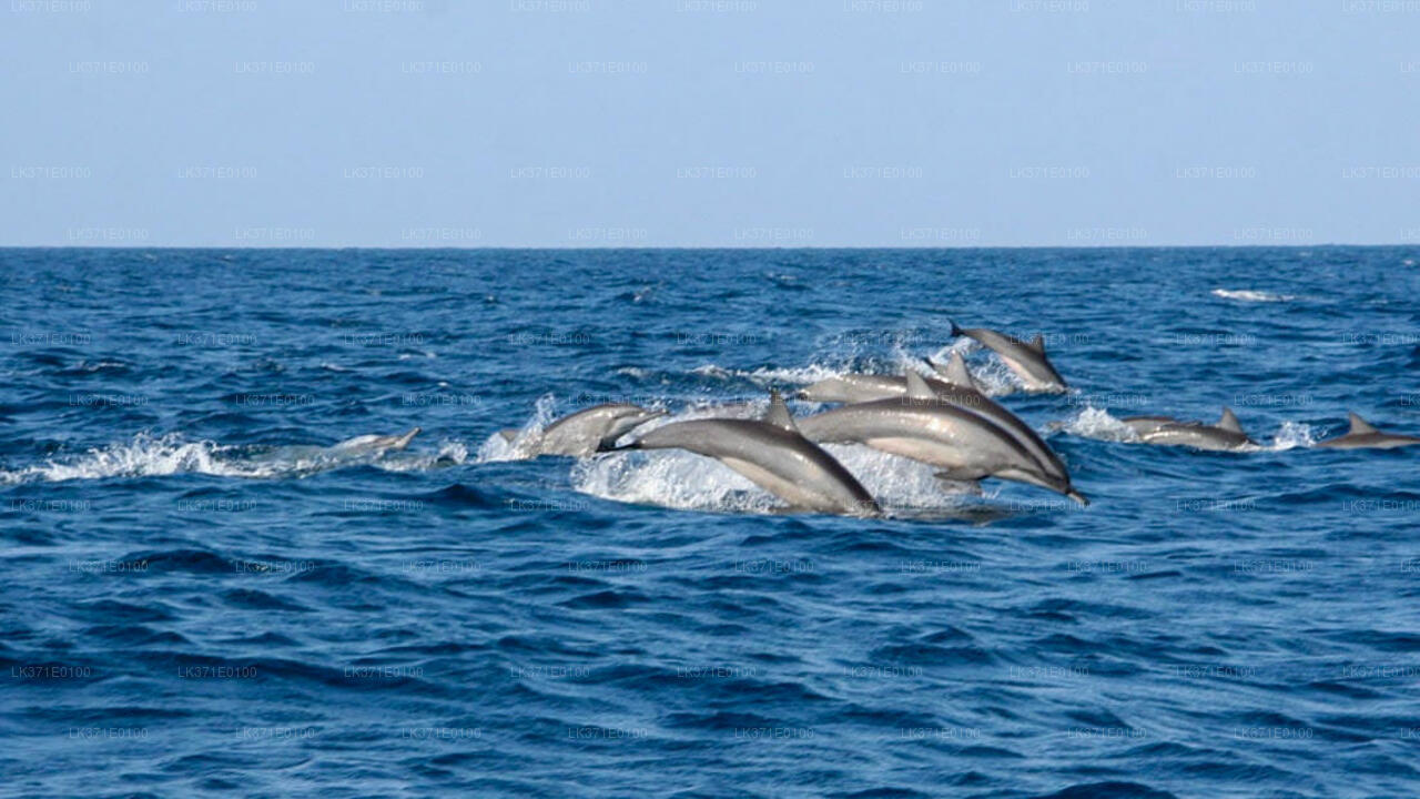 Whale Watching from Koggala on Shared Boat