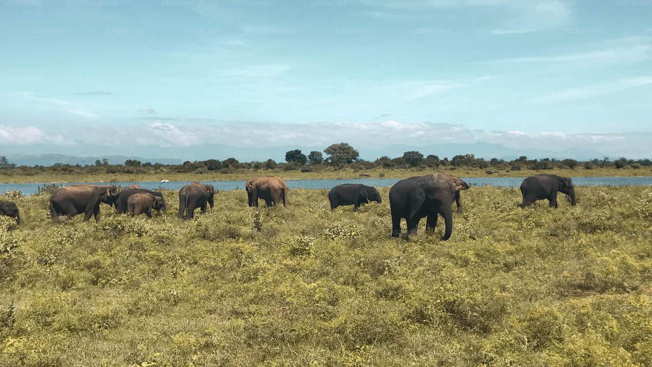 Udawalawe National Park Safari with Lahiru Prasad