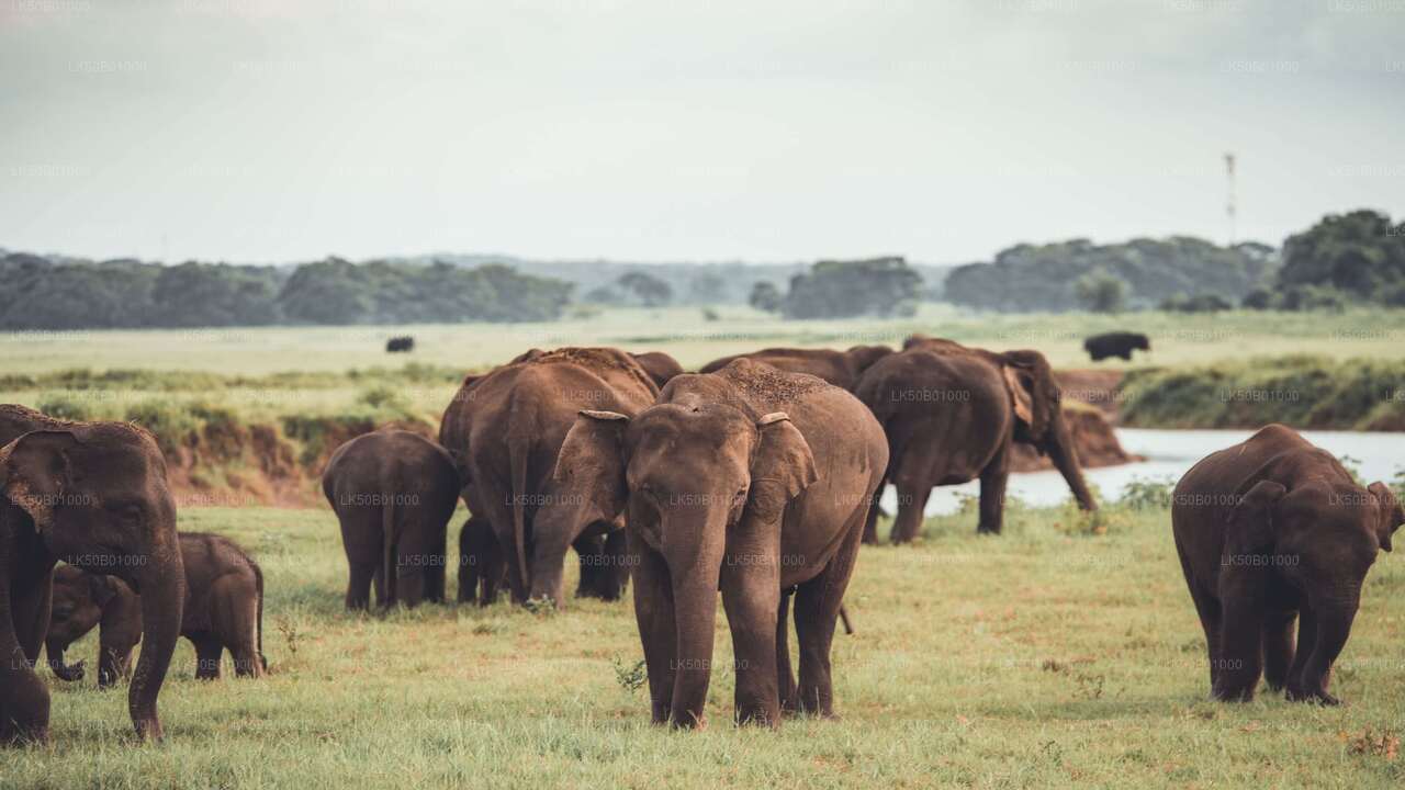 Safari Privado no Parque Nacional Minneriya