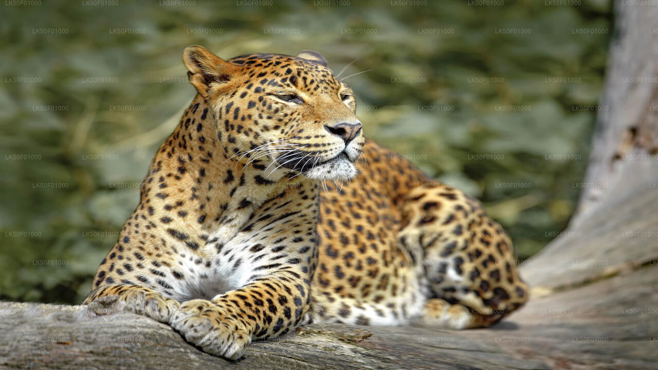 Sri Lankan leopard resting on a tree trunk, gazing into the distance.