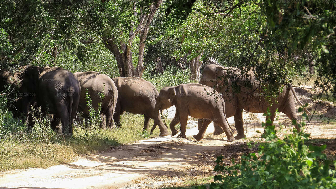 Alt text: A herd of elephants walking along a dirt path in the forest, partially shaded by trees.