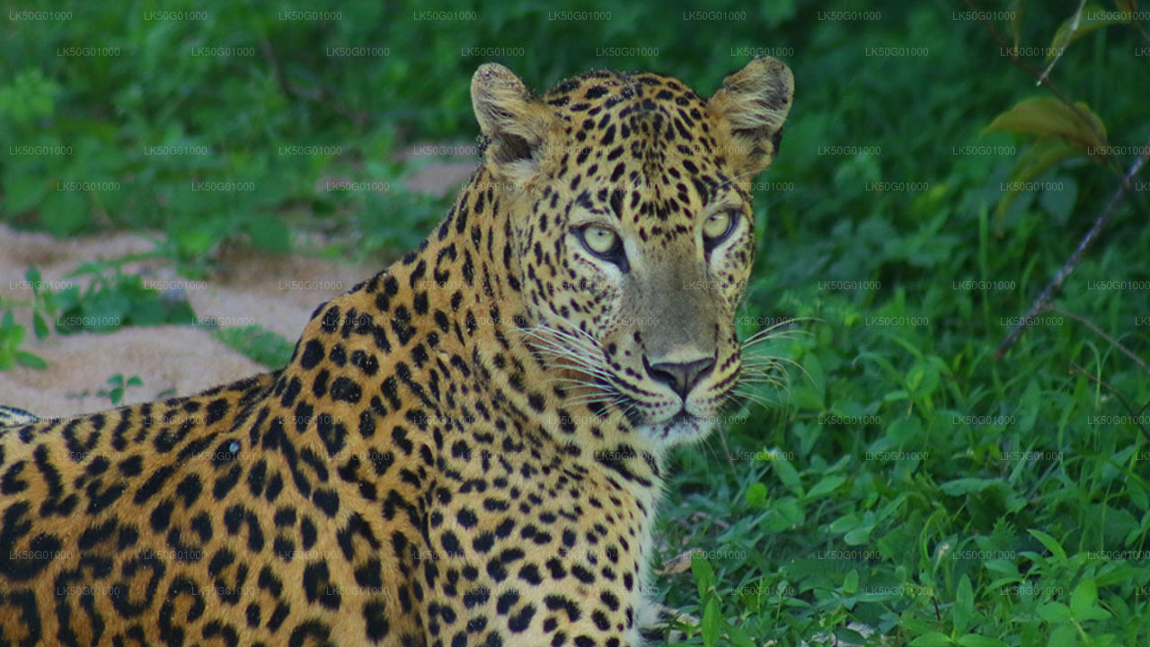 ALT text: "Close-up of a Sri Lankan leopard lying on green grass, staring directly with piercing eyes, showcasing its golden fur and distinctive black rosettes."